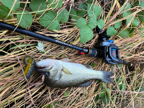 ラージマウスバスの釣果