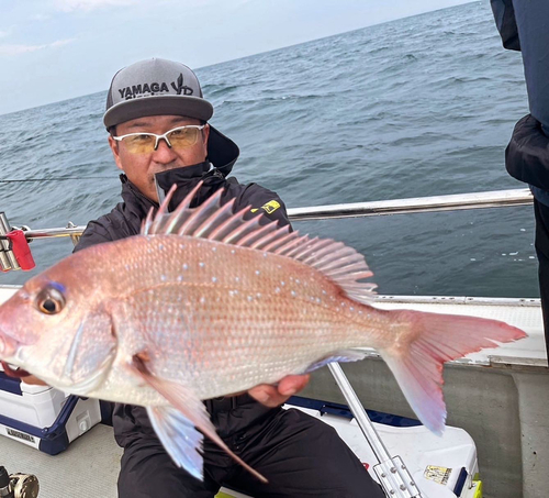 マダイの釣果