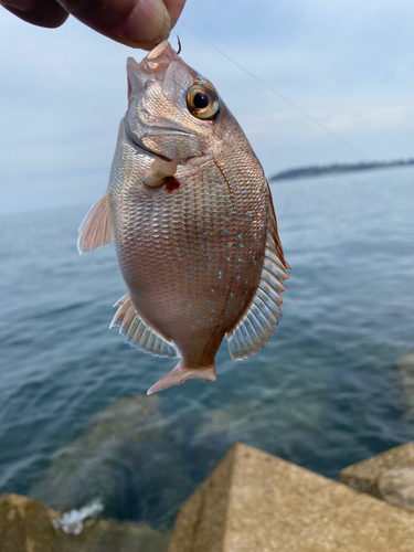 チャリコの釣果