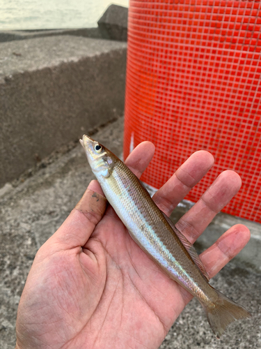 シロギスの釣果