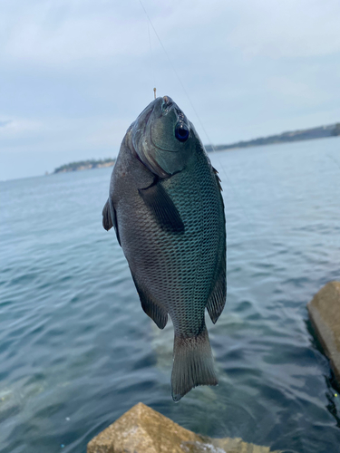 クロの釣果