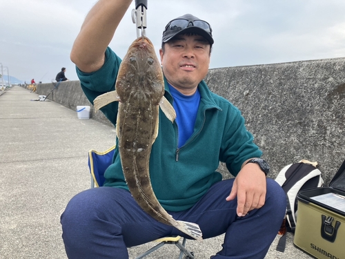 マゴチの釣果