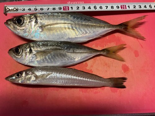 アジの釣果