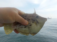 カワハギの釣果