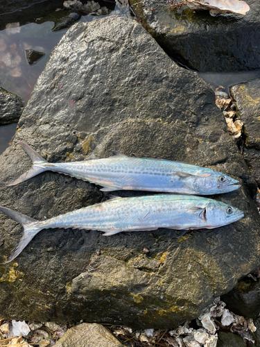 サゴシの釣果