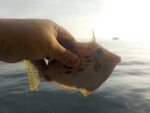 カワハギの釣果