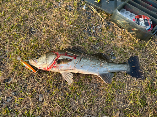 スズキの釣果