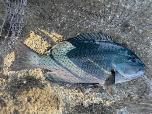 クチブトグレの釣果