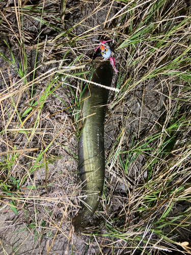 マナマズの釣果