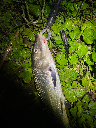 ニゴイの釣果