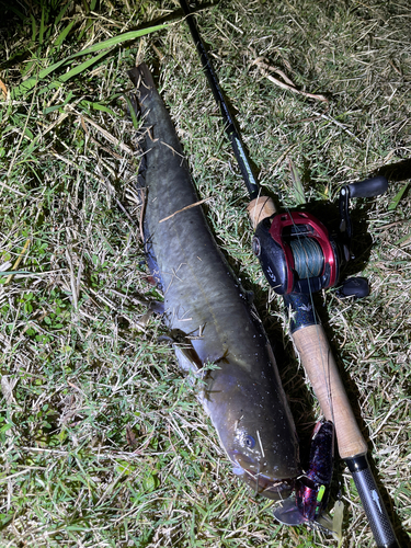 ナマズの釣果