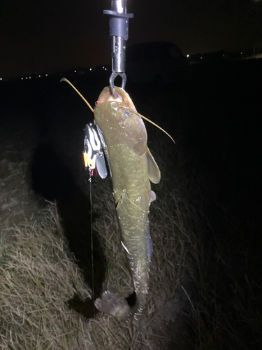 マナマズの釣果