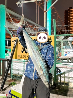 サワラの釣果