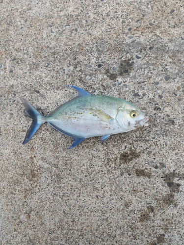 ナンヨウカイワリの釣果