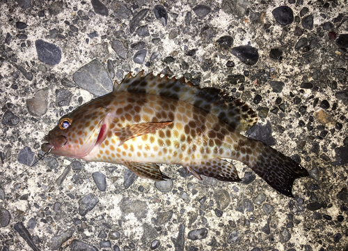 オオモンハタの釣果