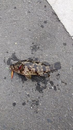 ベッコウゾイの釣果