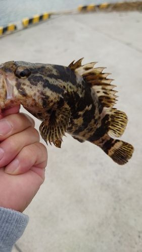 ベッコウゾイの釣果