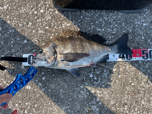 クロダイの釣果