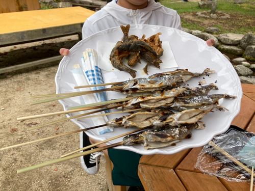 アマゴの釣果