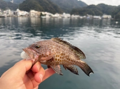 オオモンハタの釣果