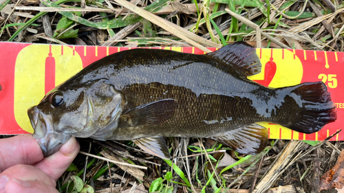 スモールマウスバスの釣果