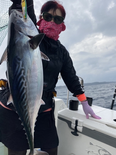 スマガツオの釣果