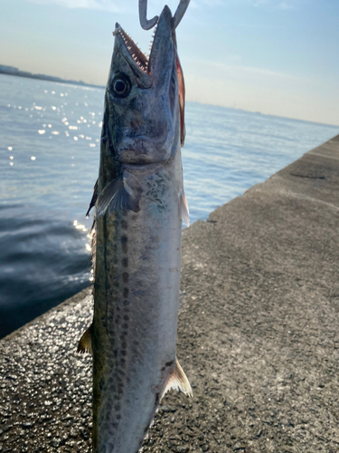 サゴシの釣果