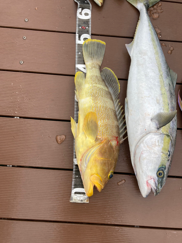 アオハタの釣果