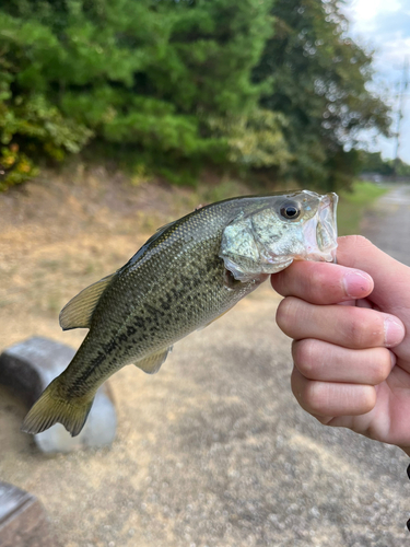 ラージマウスバスの釣果