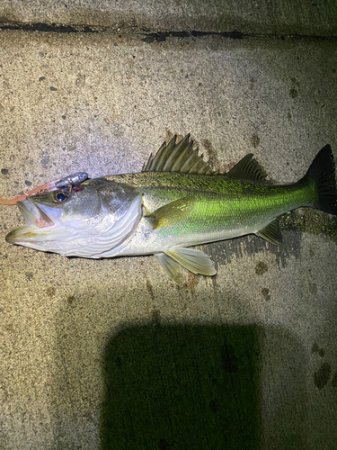 シーバスの釣果