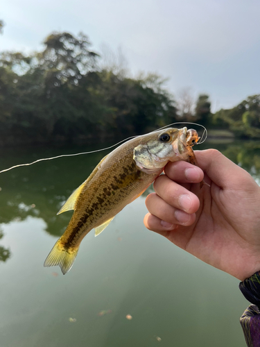 ラージマウスバスの釣果