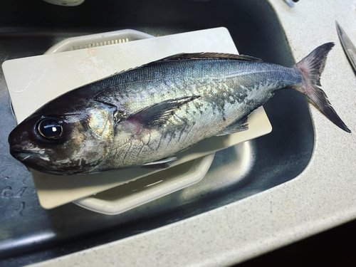 メダイの釣果