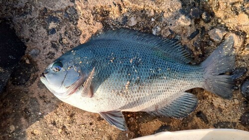 メジナの釣果