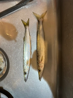 カマスの釣果