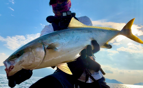 ヤズの釣果