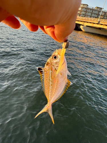 ヒイラギの釣果