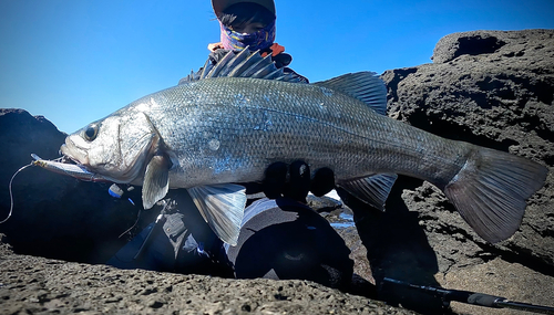 ヒラスズキの釣果