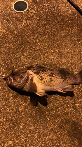 クロソイの釣果