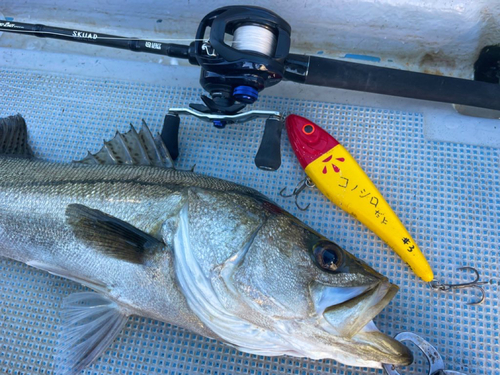 シーバスの釣果