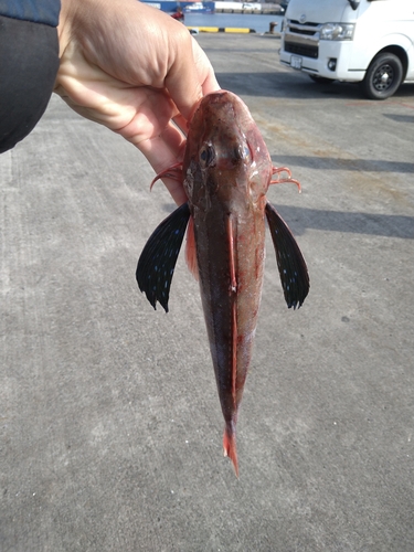 ホウボウの釣果