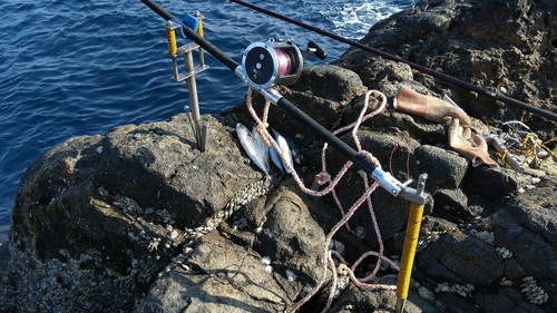 ウツボの釣果