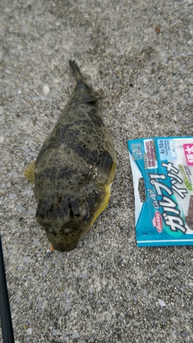 タケノコメバルの釣果