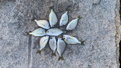 ヘダイの釣果