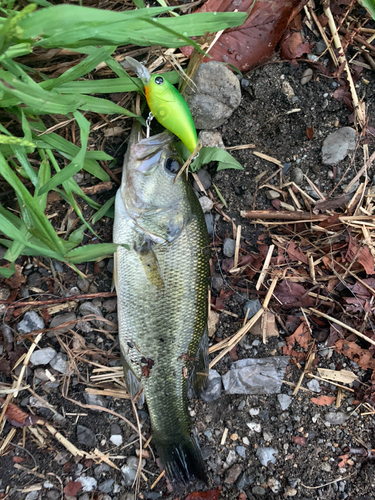 ブラックバスの釣果