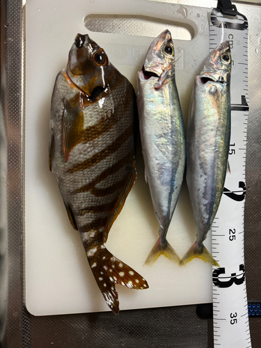 タカノハダイの釣果