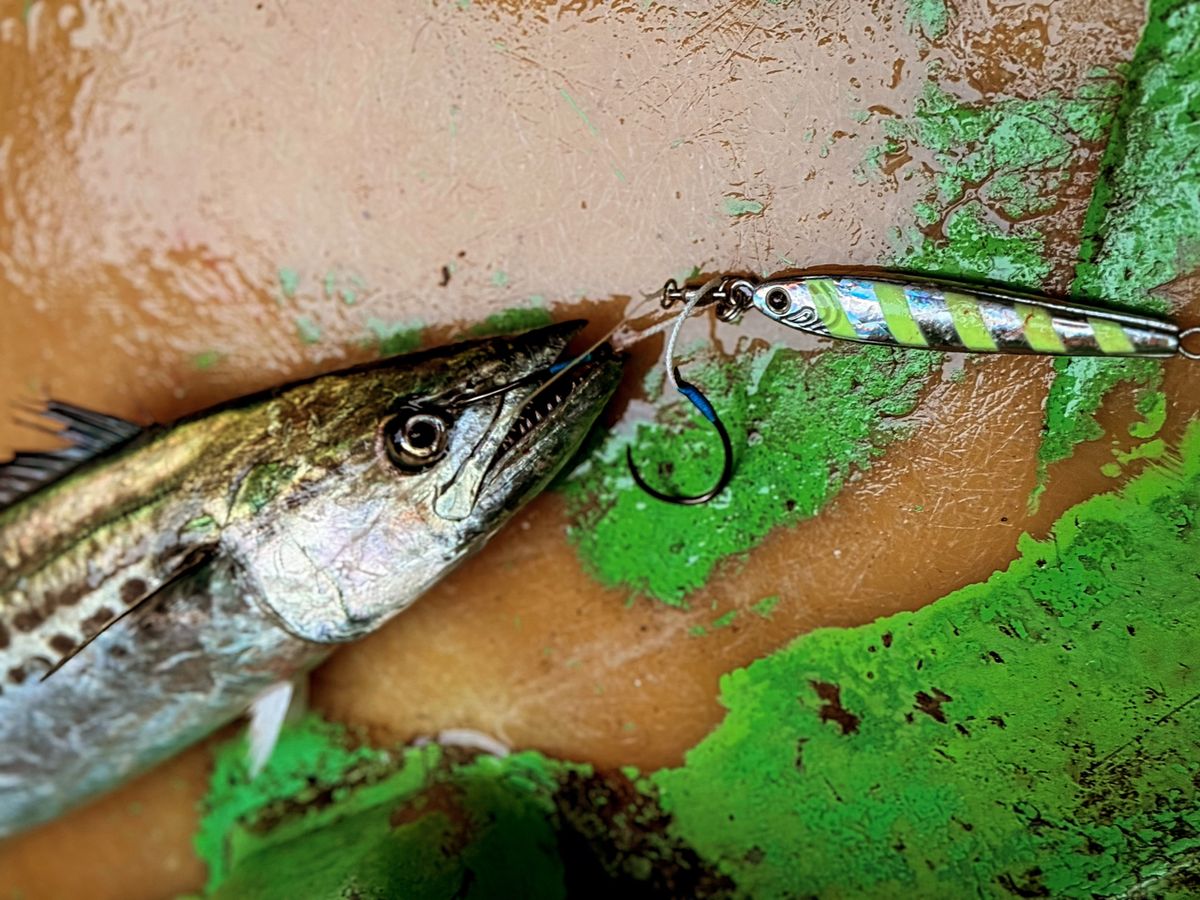 🌸慶次さんの釣果 2枚目の画像