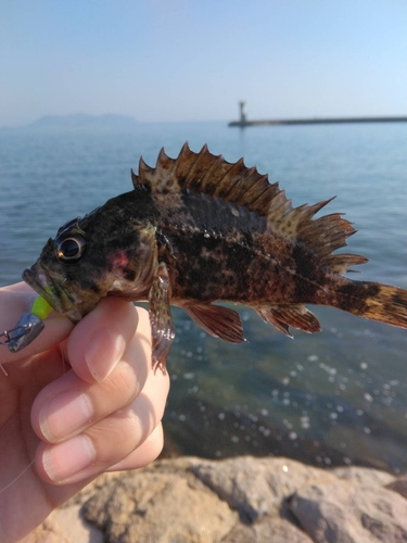 ムラソイの釣果