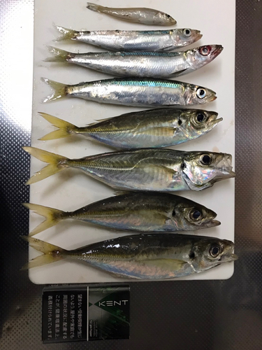 アジの釣果