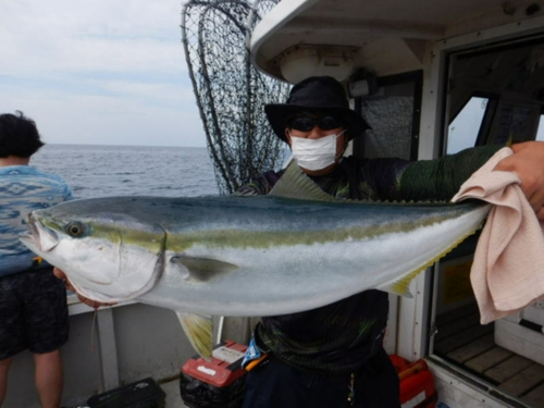 ブリの釣果