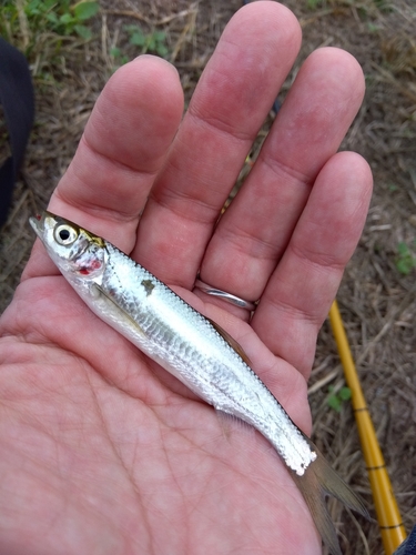 ワタカの釣果